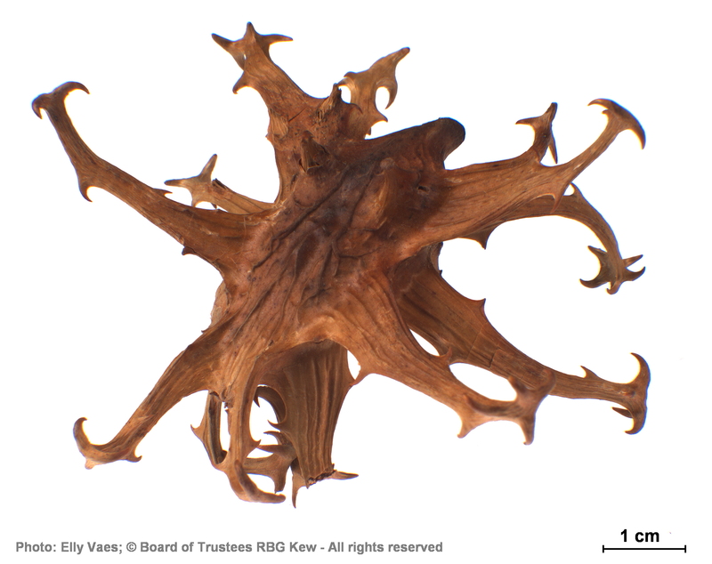 A close up image of a woody seed pod with several stalks protuding with hooks on